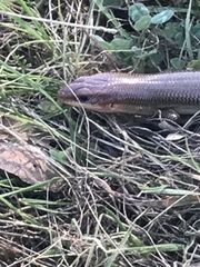 Plestiodon gilberti gilberti