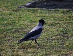Corvus cornix