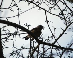 Turdus pilaris