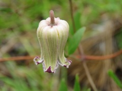 Clematis reticulata