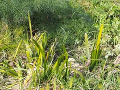 Iris foetidissima
