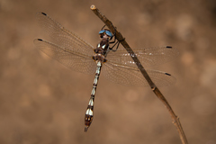 Macrothemis imitans