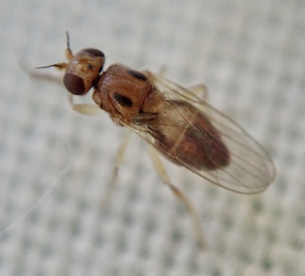 Elachiptera austriaca