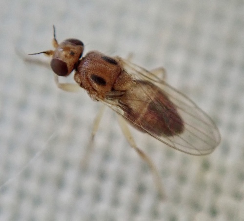 Elachiptera austriaca