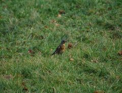Turdus pilaris