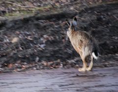 Lepus europaeus