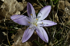 Colchicum bulbocodium
