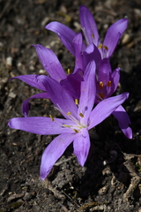 Colchicum bulbocodium