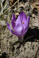 Colchicum bulbocodium