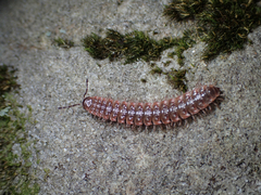 Pseudopolydesmus erasus