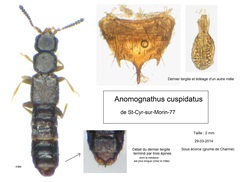 Anomognathus cuspidatus