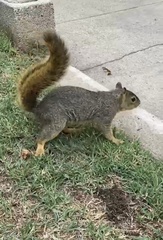 Sciurus niger