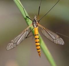 Ischnotoma rubriventris