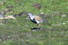Vanellus chilensis chilensis