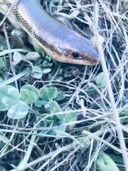 Plestiodon gilberti gilberti