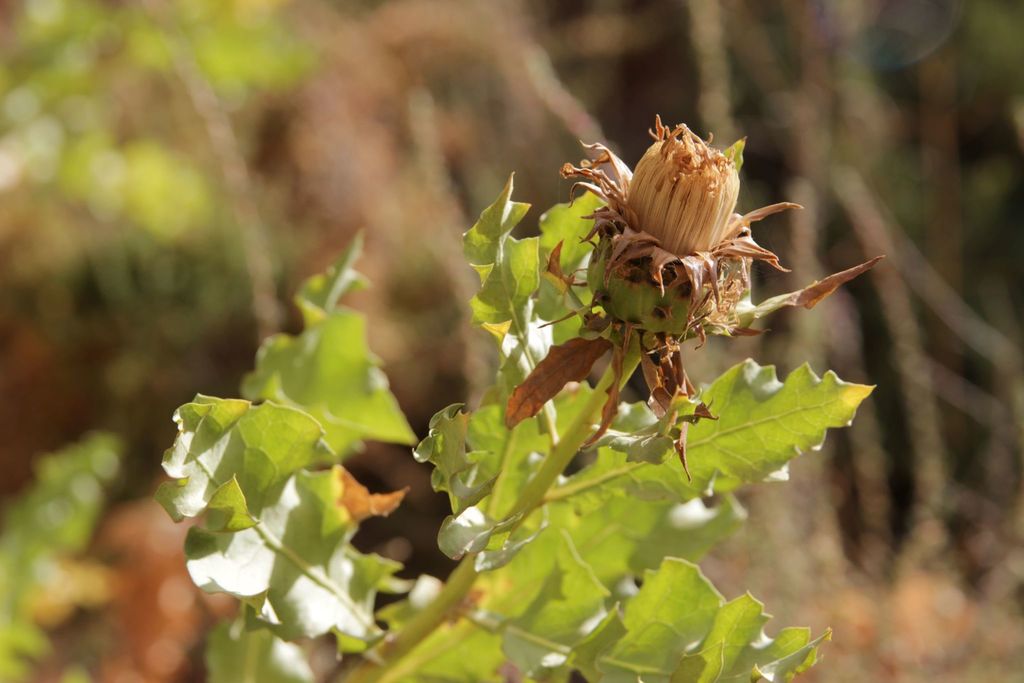 Warioniinae