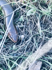 Plestiodon gilberti gilberti