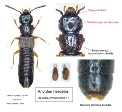 Anotylus insecatus
