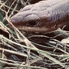 Plestiodon gilberti gilberti