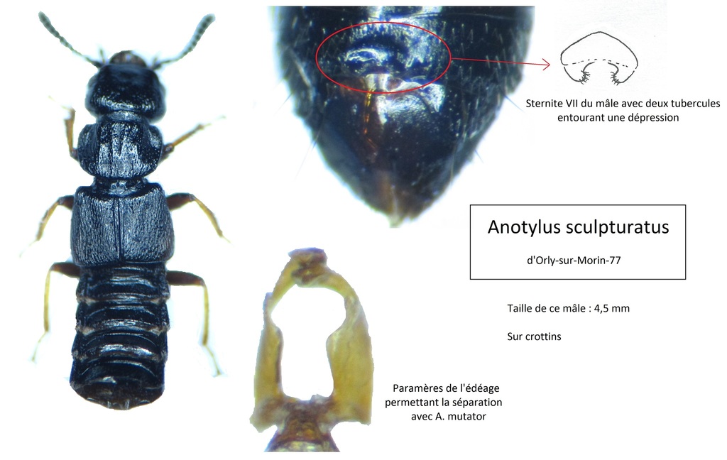 Anotylus sculpturatus