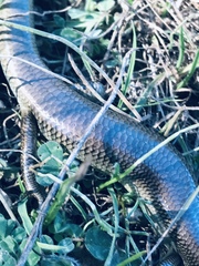 Plestiodon gilberti gilberti