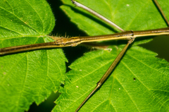 Manomera blatchleyi