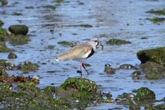 Vanellus chilensis chilensis