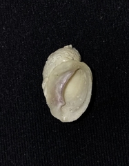 Galeropsis monodontus