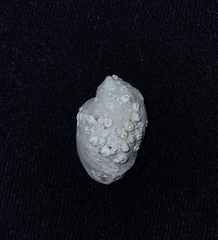 Galeropsis monodontus