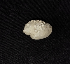 Galeropsis monodontus