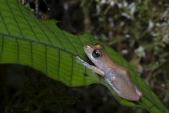 Pristimantis cedros