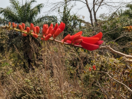 Erythrina senegalensis, photograph 2
