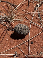 Allocasuarina decaisneana