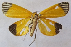 Uranophora walkeri