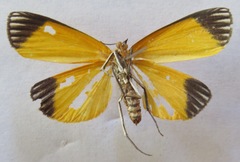 Uranophora walkeri