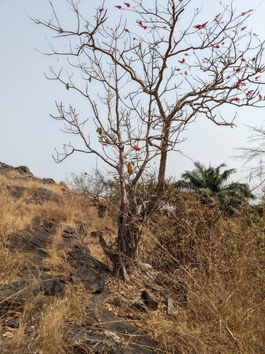 Erythrina senegalensis, photograph 3