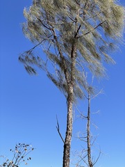 Allocasuarina decaisneana