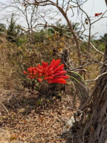 Erythrina senegalensis, photograph 4