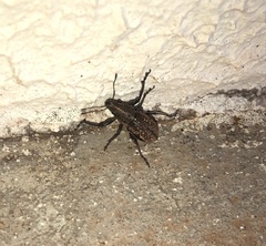 Teratopactus nodicollis