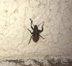 Teratopactus nodicollis