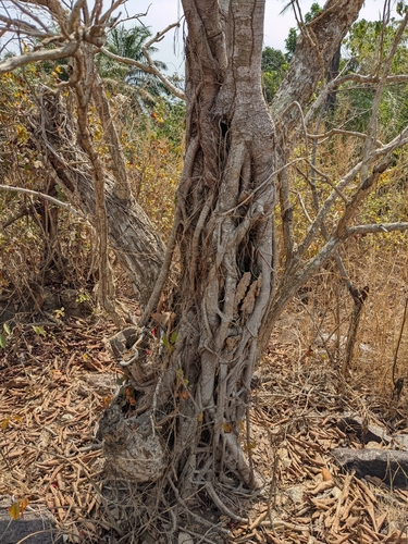 Erythrina senegalensis, photograph 5