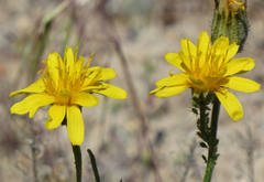 Crepis modocensis