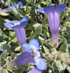 Penstemon pumilus