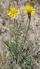 Crepis modocensis