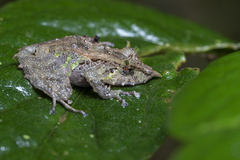 Pristimantis appendiculatus