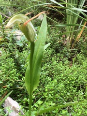 Pterostylis auriculata