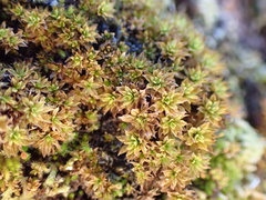 Syntrichia amphidiacea