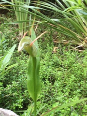 Pterostylis auriculata