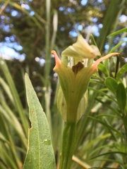 Pterostylis auriculata