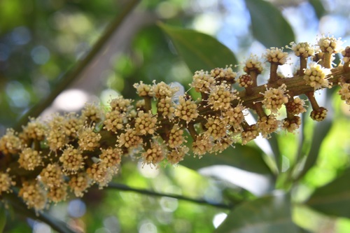 Oreopanax xalapensis - Flower clusters